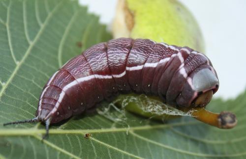 Cerura vinula